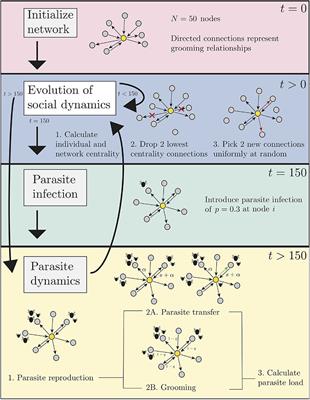 How Emergent Social Patterns in Allo<mark class="highlighted">grooming</mark> Combat Parasitic Infections